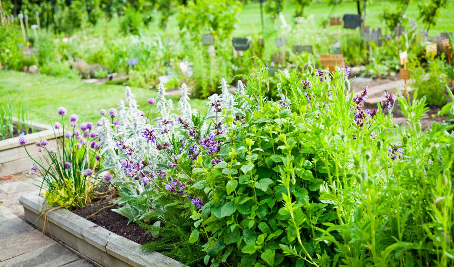 Conseils en plantes médicinales