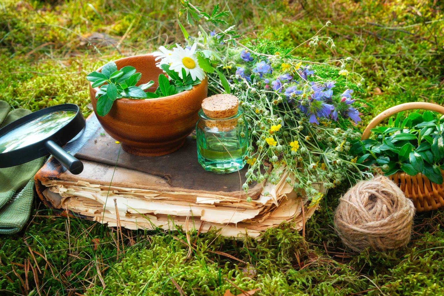 Conseils en plantes médicinales