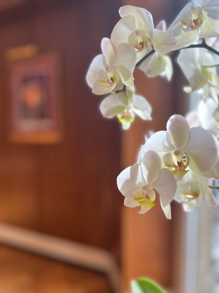 RÉVÉLATION – Atelier peau & naturopathie à Mulhouse (Édition I – 12 avril 2026)