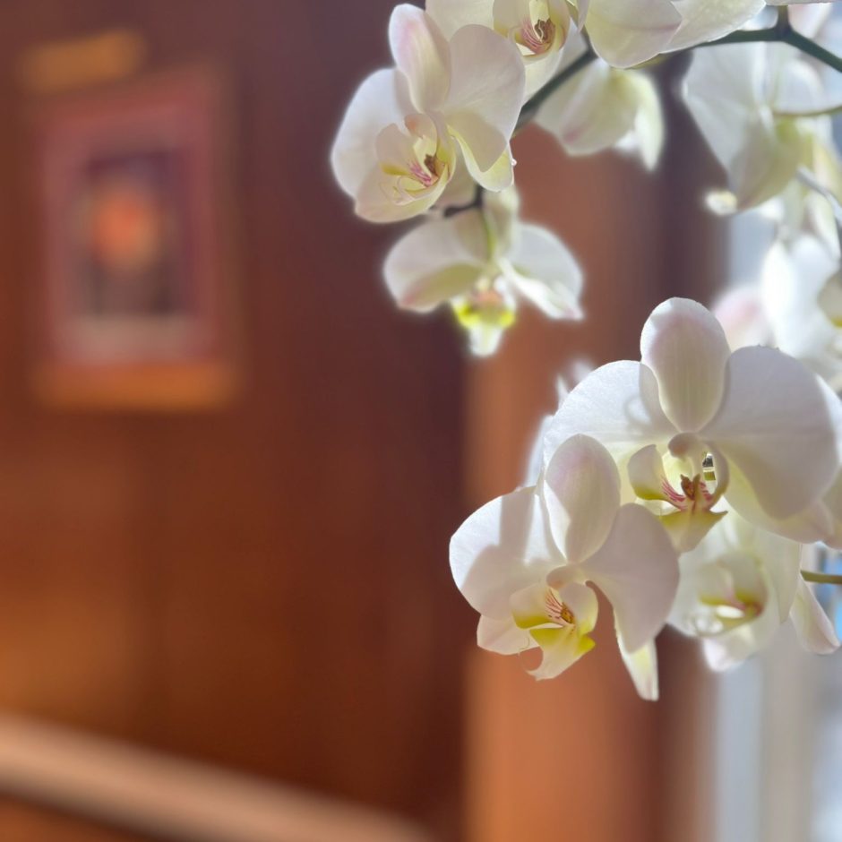 RÉVÉLATION – Atelier peau & naturopathie à Mulhouse (Édition I – 12 avril 2026)